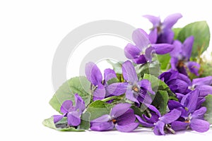 Wood violets flowers