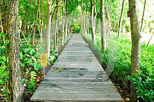 Wood Walk Way