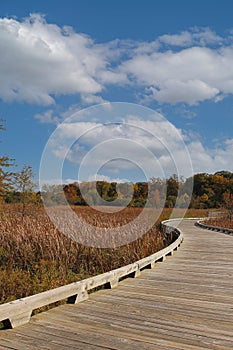 A wood, walking platform through a meadow lined by trees with fall foliage in Hastings Lake Forest Preserve, Illinois