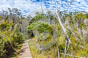 Turismo marciapiede attraverso Tasmaniano selvatichezza sul grotta 