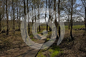 Wood walkway through a forest in the Flemish countryside