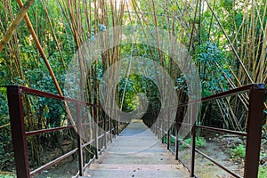 Wood walkway on a wild park