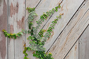 Wood wall green ivy plant.