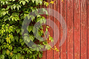 Wood Wall with The Ivy for Nature Background. Copy Space for Text