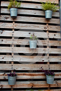 wood wall and plantas