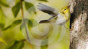Wood Warbler flapping wings at poplar branch