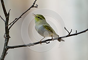 Wood warbler Phylloscopus sibilatrix