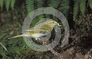 Wood warbler, Phylloscopus sibilatrix