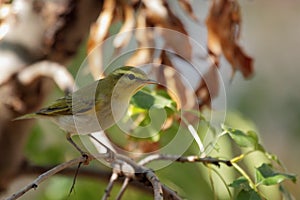 Wood warbler, Phylloscopus sibilatrix.