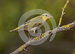 Wood warbler (Phylloscopus sibilatrix)