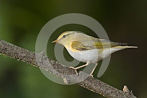 Wood warbler (Phylloscopus sibilatrix)