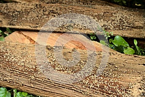 The wood was severely damaged by termite infestation