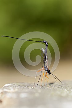 Wood wasp - Ephialtes manifestator - oviposition