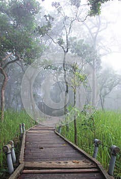 Wood way to forest in fog