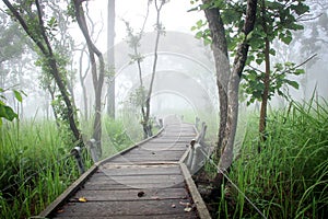 Wood way to forest in fog