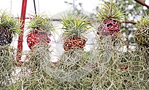 Wood weaving pot with  silver vase and spanish moss flower plant hanging in garden outdoor backdround