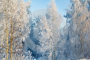 Wood in white hoarfrost