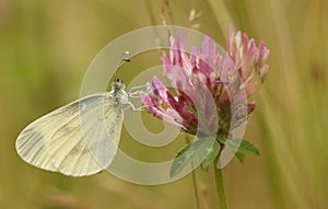 Wood White Leptidea sinapis our daintiest butterflies with one of the slowest and delicate flights of all the British species.