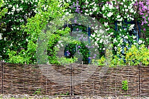 Wood wicker fence from curved wooden twigs. Wooden fence
