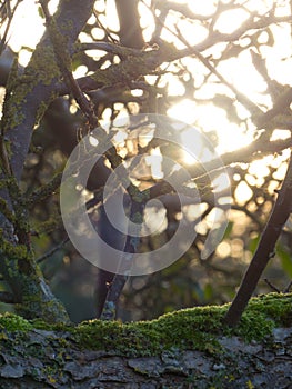 Wood woods forest branches tree close closeup light dawn boughs treeebranches sun