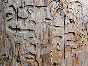 Wood worm burrow pattern