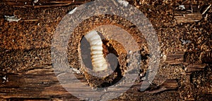 Wood worm makes damage. Woodworm. Bark beetle larvae on the the bark wooden surface. Insect pest spoils raw wood