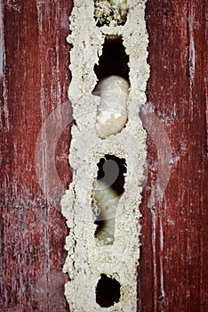 Wood worm nest close up macro larvae maggots damaged furniture