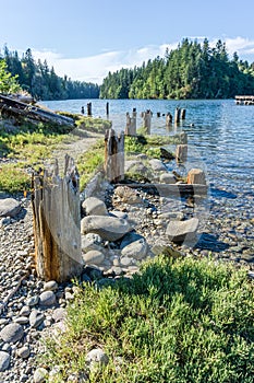 Woodard Bay Old Pilings 5