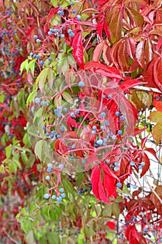 Woodbine with red leaves and blue berries in close up photo