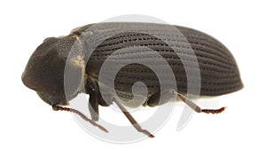 Woodboring beetle, Hadrobregmus pertinax isolated on white background