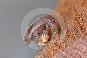 Woodboring beetle, wood borer, Anobiidae (Ernobius) on wood. High magnification