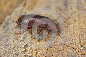 Woodboring beetle, wood borer, Anobiidae (Ernobius) on wood. High magnification