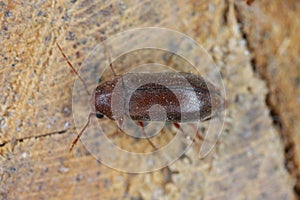 Woodboring beetle, wood borer, Anobiidae (Ernobius) on wood. High magnification