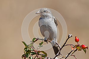 Woodchat shrike