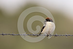 Woodchat Shrike on Barbed Wire Under Low Light photo