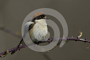 Woodchat shrike on a branch photo