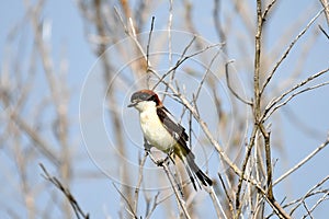 Woodchat Shrike Lanius senator