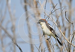 Woodchat Shrike Lanius senator