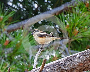 The woodchat shrike Lanius senator