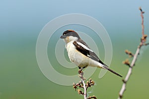 The woodchat shrike (Lanius senator)