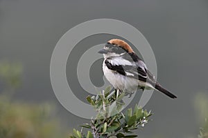 Woodchat shrike, Lanius senator photo