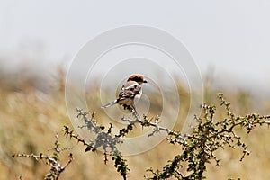 Woodchat shrike, Lanius senator photo