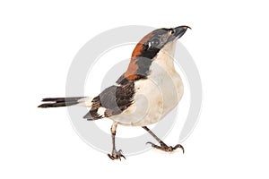 Woodchat Shrike, Lanius senator, isolated on white background photo