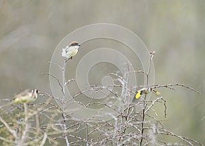 woodchat shrike (Lanius senator) is a member of the shrike family Laniidae.