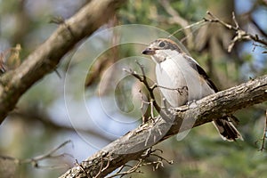 The woodchat shrike (Lanius senator) in natural photo