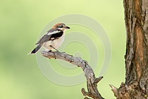 The woodchat shrike (Lanius senator) in natural habitat perched on branch photo