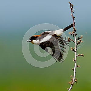 Woodchat shrike ( Lanius senator) outdoor