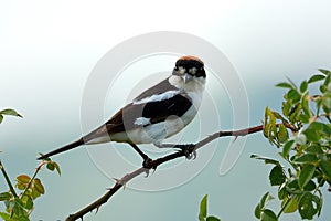 The woodchat shrike (Lanius senator) perched on branch