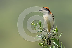 Woodchat Shrike Lanius senator perched on a olive branch