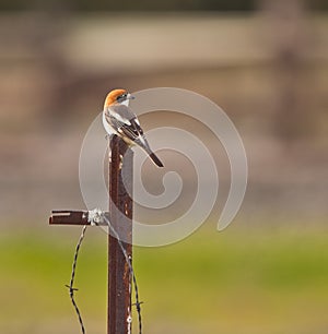 A Woodchat Shrike on a metal post photo